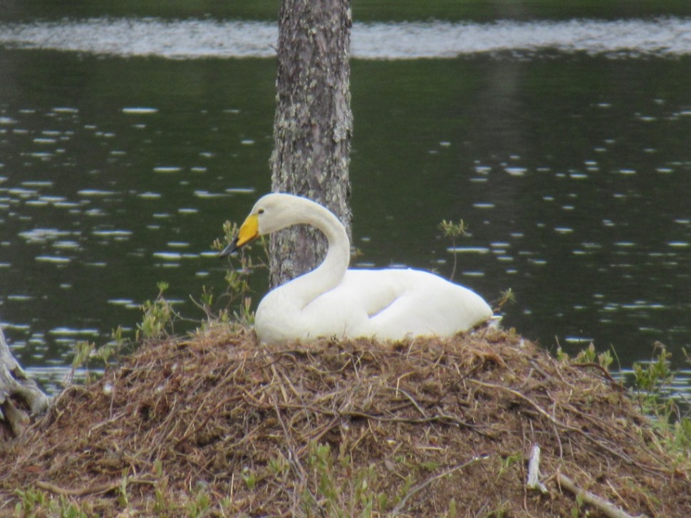 В Пинежском районе обнаружили новое место гнездования Лебедя-кликуна